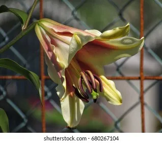 2117 lily honeymoon activities