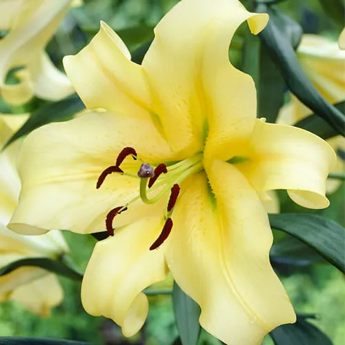 2117 lily honeymoon couple