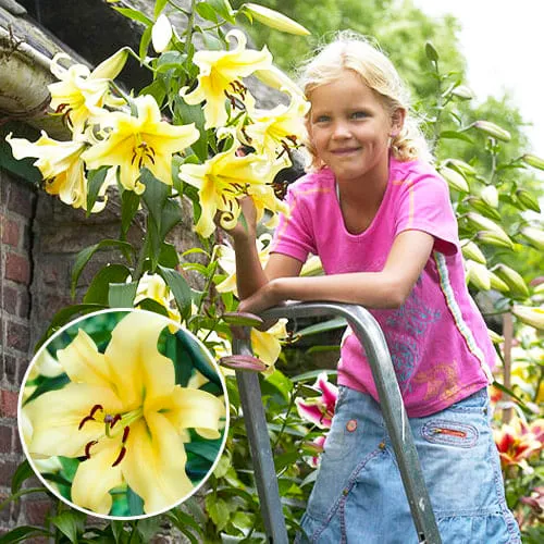 2117 lily honeymoon resort