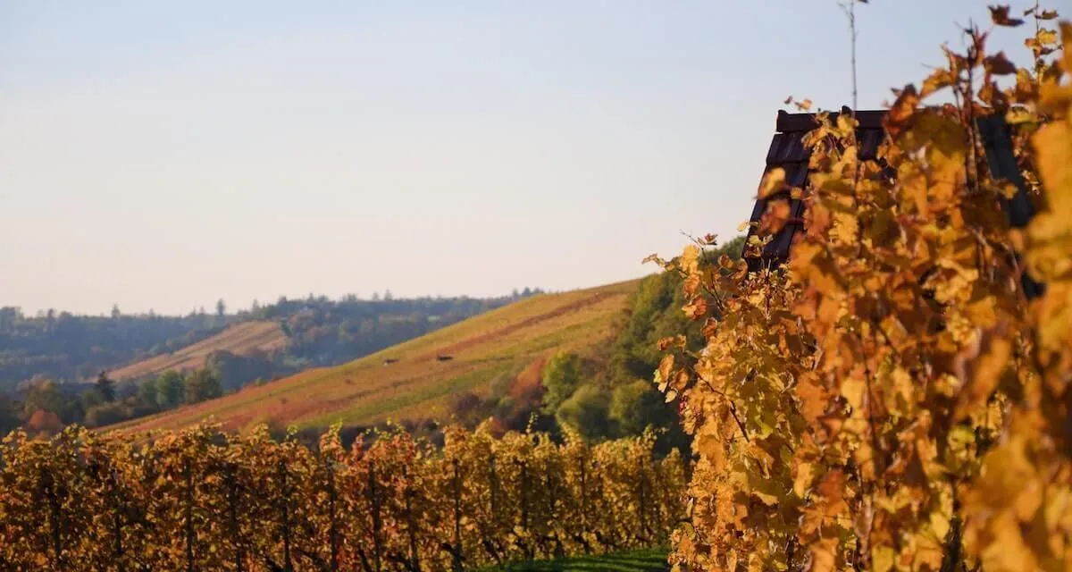 2240 charleston horse carriage